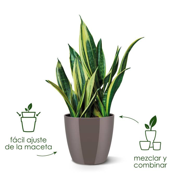 brussels diamond round 30cm oyster pearl